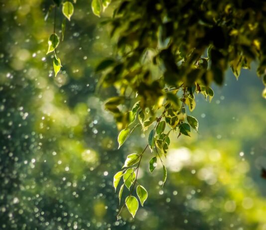 일상 깊숙이 퍼지는 웰니스 문화, 건강을 챙기는 새로운 습관들 selective focus photo of green vine